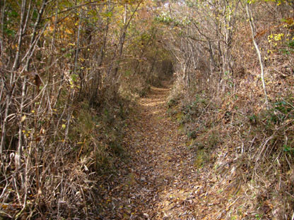 singletrack2.jpg