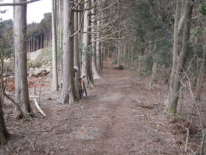 singletrack2.jpg